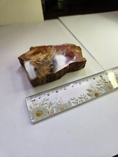 Petrified wood polished for sale  MANCHESTER
