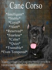 Cane corso breed for sale  UK