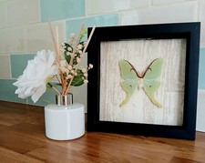 Actias luna moon for sale  SLEAFORD