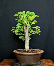 Bonsai fächerblattbaum ginkgo gebraucht kaufen  Bielefeld