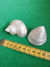 Wunderschöne muschel schnecke gebraucht kaufen  Rangendingen