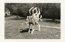 weird taxidermy for sale  Deming