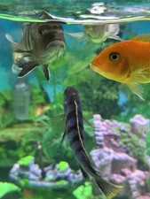 Aquarium sikled fischen gebraucht kaufen  Mönchengladbach
