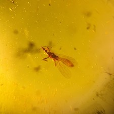 Extinct aenictopecheidae burme for sale  GILLINGHAM