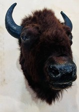 Taxidermy buffalo head for sale  Akron