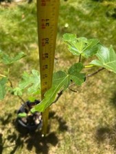 Fig tree 28 for sale  Sunnyvale