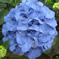 Hortensie hydrangea macrophyll gebraucht kaufen  Mönchengladbach