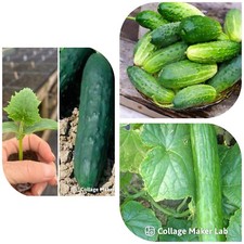 Cucumber mixed plug for sale  WOODBRIDGE