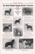 Shetland sheepdog association for sale  COLEFORD