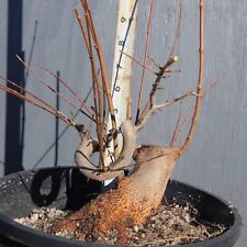 fockea edulis bonsai for sale  Placerville