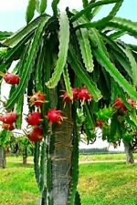 Talea pitaya pithaya usato  Trappeto