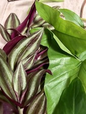 Rooted plant cuttings for sale  Tampa
