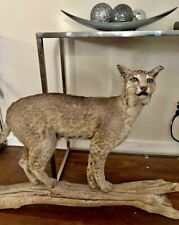 Rare bobcat full for sale  Richmond