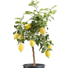 Citrus meyer lemon for sale  UK