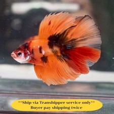 Media Luna Koi Nemo Macho Pez Betta Vivo Buena Calidad de TH 13J12 segunda mano  Embacar hacia Mexico