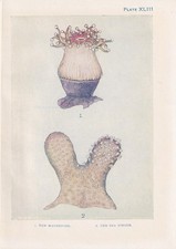 1907 coral print for sale  BIDEFORD
