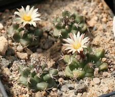 Turbinicarpus swobodae seeds usato  Italia