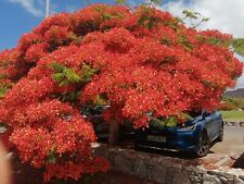 Flamboyant royal poinciana for sale  OLDHAM
