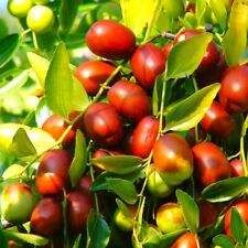 Jujube tree seeds for sale  Pittsburgh