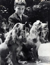 Vintage animali cocker usato  Roma