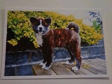 Ausl. Hunde Postkarte süßer Akita  Inu Postkarte Akita Inu Postcard comprar usado  Enviando para Brazil