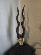 Kudu taxidermy resien for sale  Rochester