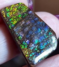 Großer drachenschuppen ammoli gebraucht kaufen  Schweitenkirchen