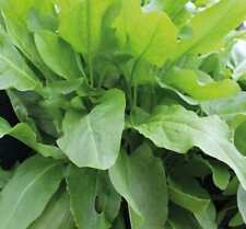625 seeds sorrel for sale  Phoenix