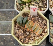 Haworthia truncata fujii usato  Porto Cesareo