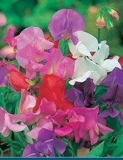 Sweetpea giant wave for sale  LONDONDERRY