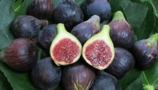 Ficus carica col d'occasion  Perpignan-