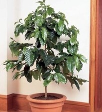 Arabica coffee bean for sale  Mobile