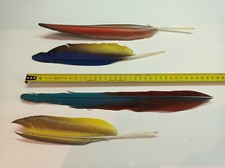 Plumes perroquets exotiques d'occasion  Sigean