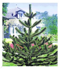 Affenschwanz baum pflanze gebraucht kaufen  Bensheim