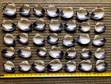 Quahog shells wampum for sale  Jefferson