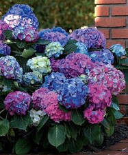 Hortensia plant d'occasion  Verdun