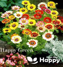 Painted daisy rainbow for sale  DONCASTER