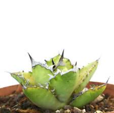 Agave titanota squalo usato  Napoli