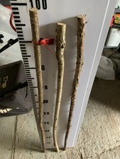 Hazel shanks seasoned for sale  SOUTH MOLTON
