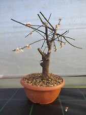 Prunus mume bonsai usato  Montevarchi