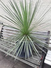 Yucca queretaroensis usato  Spedire a Italy