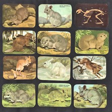 12 tarjetas de achicoria belga de roedores pequeños años 50 animales conejo castor chinchilla segunda mano  Embacar hacia Mexico