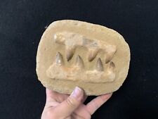 Mosasaurus fossil machoire d'occasion  Expédié en Belgium