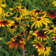 Graines rudbeckia gloriosa d'occasion Graines rudbeckia gloriosa d'occasion  Guipavas