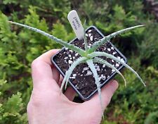 Hechtia texensis rare for sale  DARLINGTON