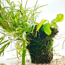 Anubias nana trident for sale  ACHARACLE