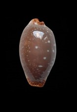 Usado, SHELL CONCHIGLIA CYPRAEA STAPHYLAEA LIMACINA mm.36,8 giant size PHILIPPINES  comprar usado  Enviando para Brazil