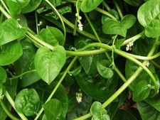 Chinese spinach malabar for sale  RUISLIP