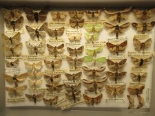 Box specimen british for sale  WIGTON