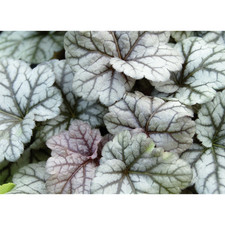 Heuchera cinabar silver usato  Spedire a Italy